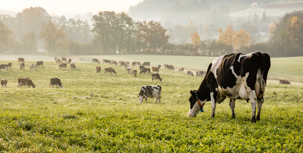 The Benefits of Grass-Fed Whey Protein